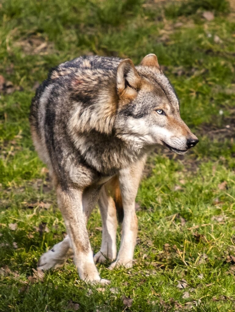 wolf, animal, mammal, nature, wolf, wolf, wolf, wolf, wolf