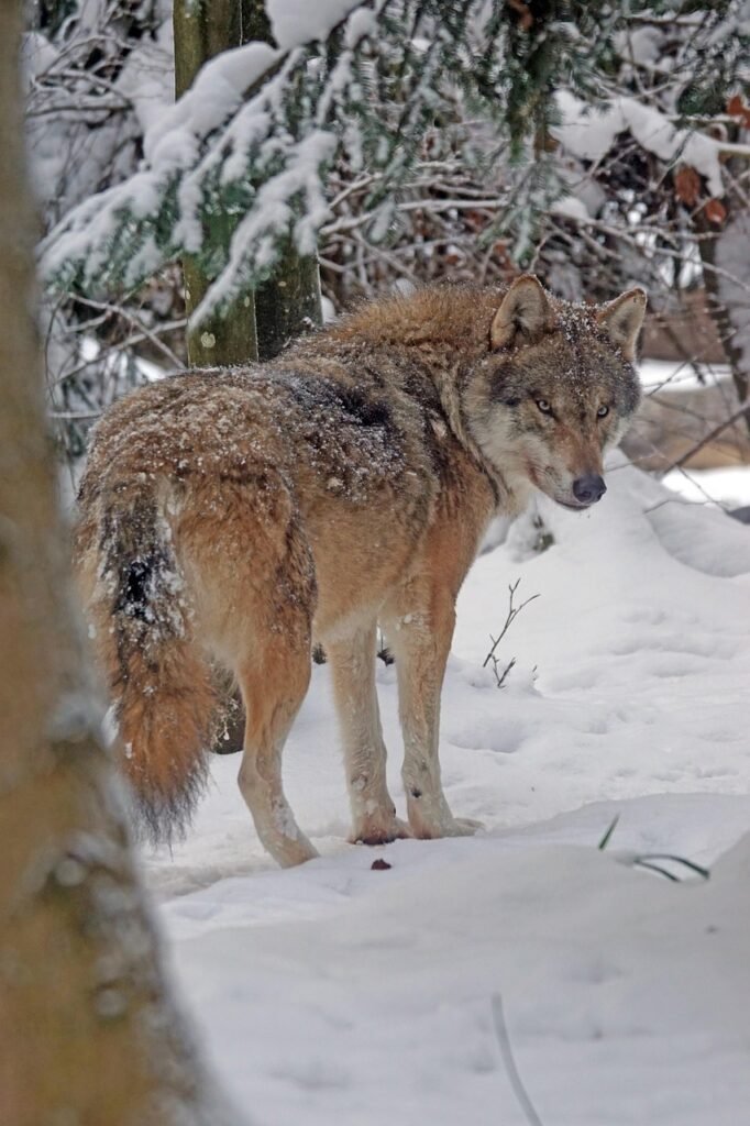 wolf, eurasian, nature, predator, pack animal, eurasian wolf, canis lupus, blowing snow, carnivores, social, attentive, snow, winter