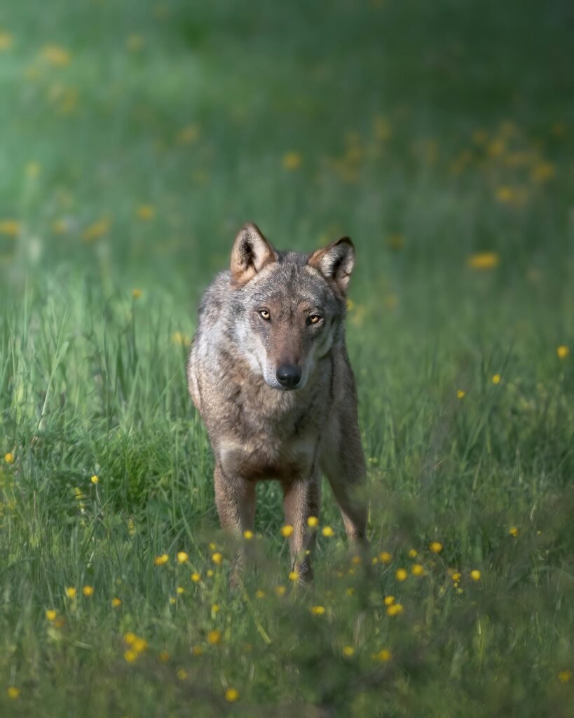 Captivating wolf portrait in Abruzzo, Italy's lush green landscape.